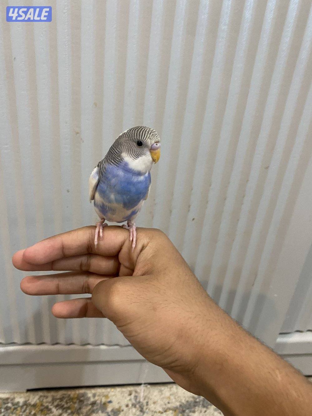 طيور حب ربوه شامل القفص والاكل والصحه ممتازه والوان واسعار مميزه2