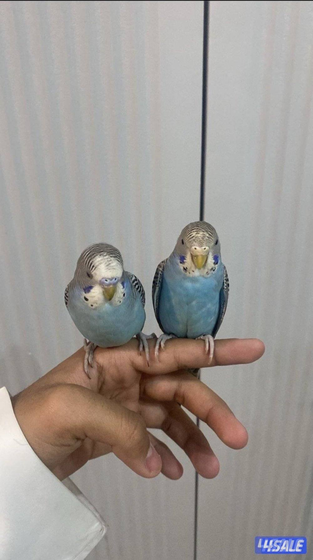 طيور حب ربوه شامل القفص والاكل والصحه ممتازه والوان واسعار مميزه3