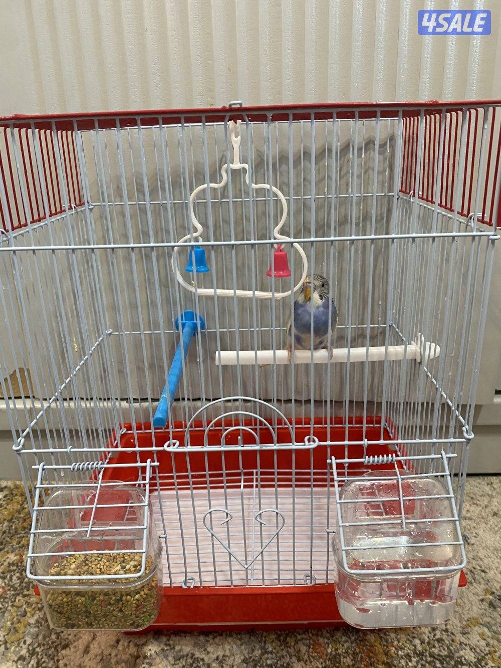 طيور حب ربوه شامل القفص والاكل والصحه ممتازه والوان واسعار مميزه4