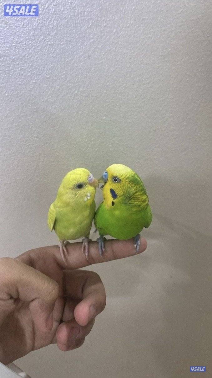 طيور حب ربوه شامل القفص والاكل والصحه ممتازه والوان واسعار مميزه5