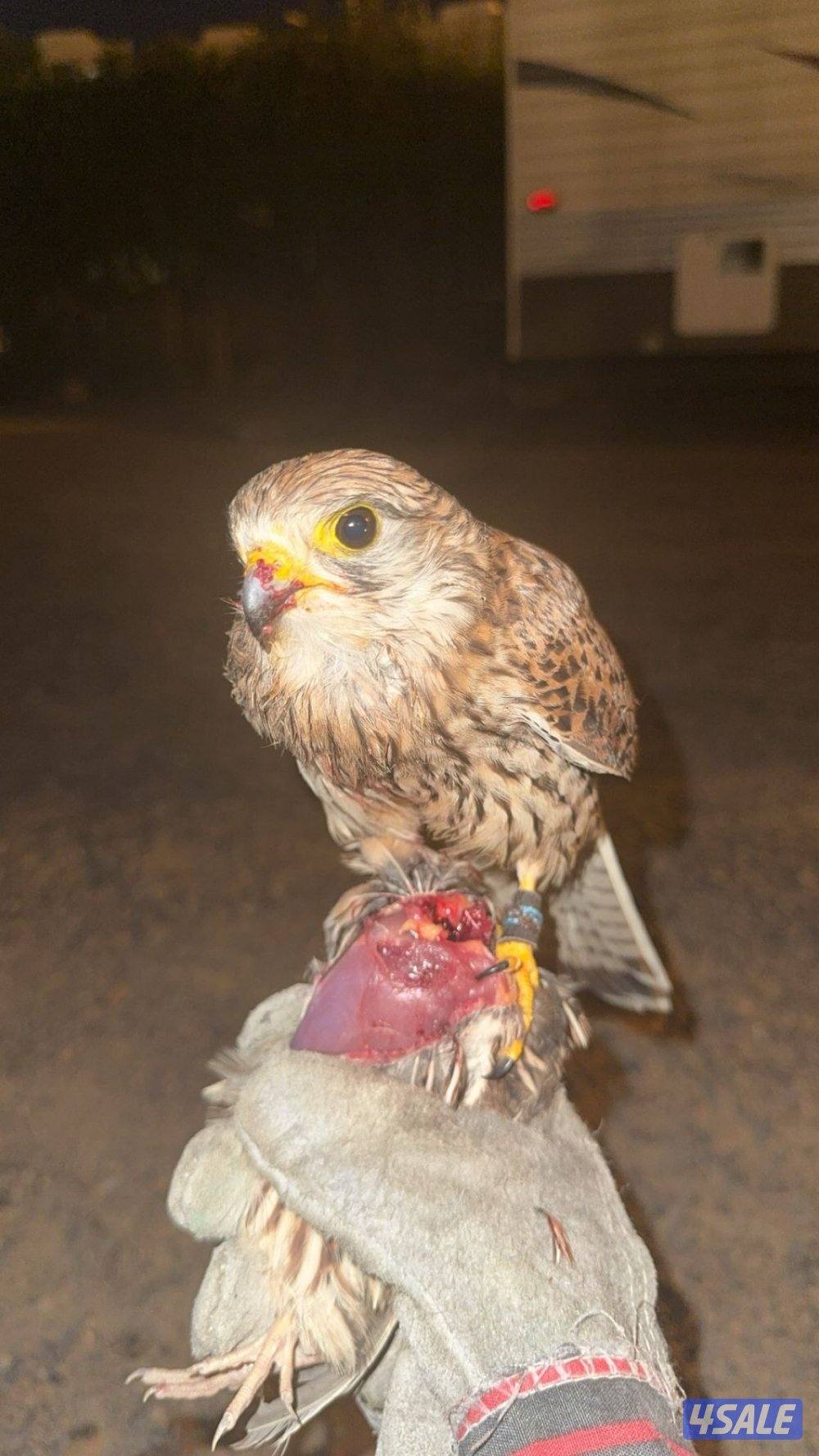 للبيع طير حر مدرب0