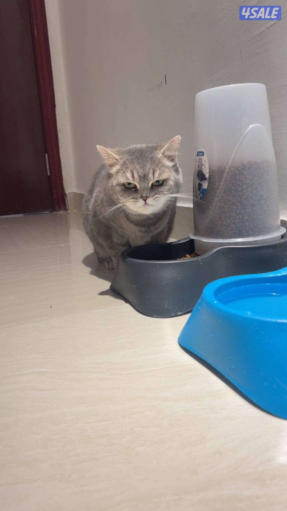 للبيع ام مع ولدها سكوتش ستريت نظاف جدا0