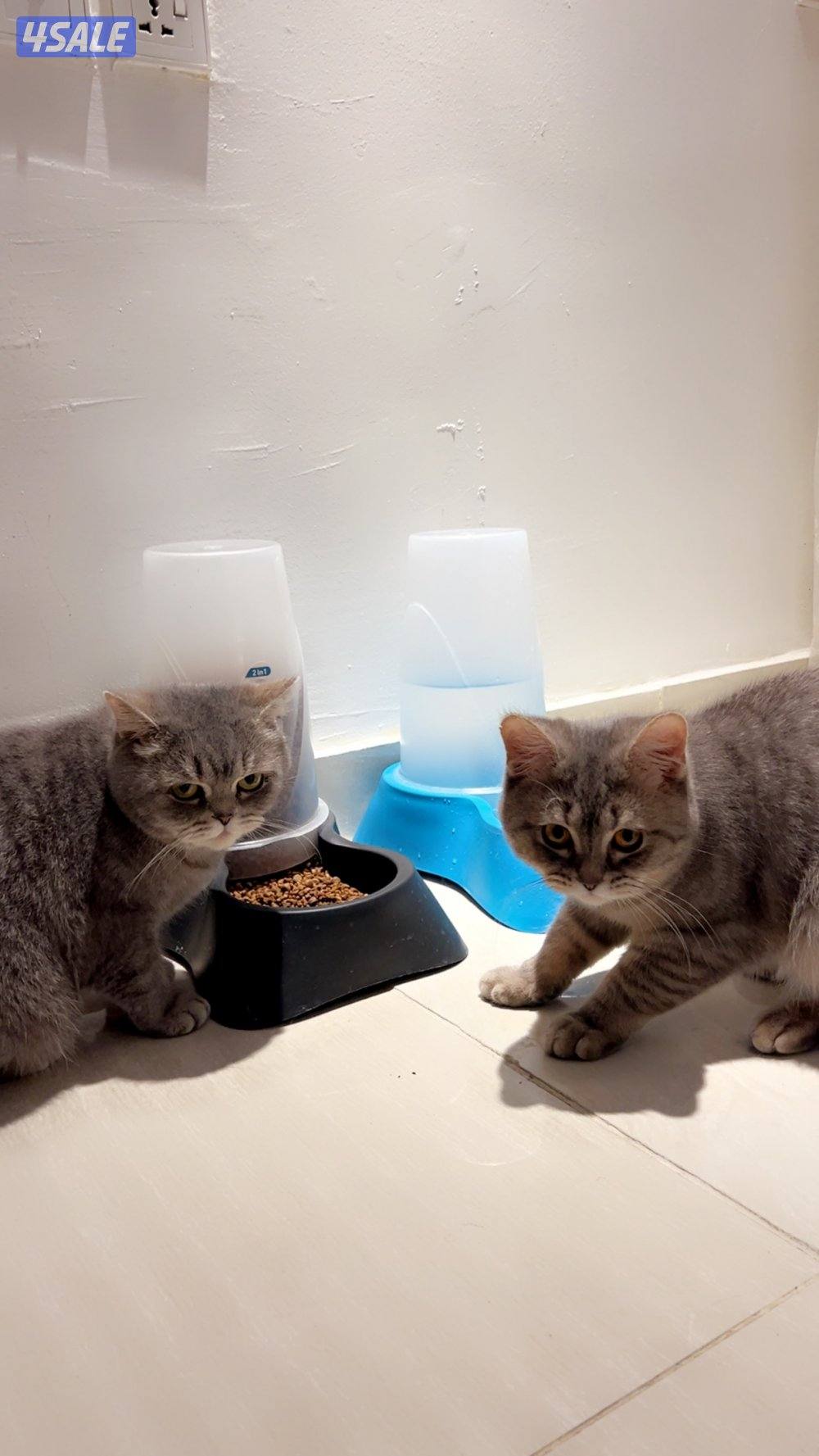 للبيع ام مع ولدها سكوتش ستريت نظاف جدا1