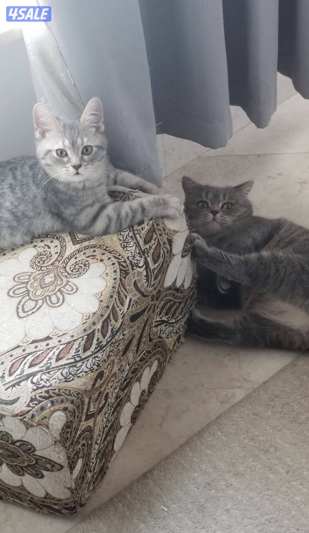 للبيع ام مع ولدها سكوتش ستريت نظاف جدا2