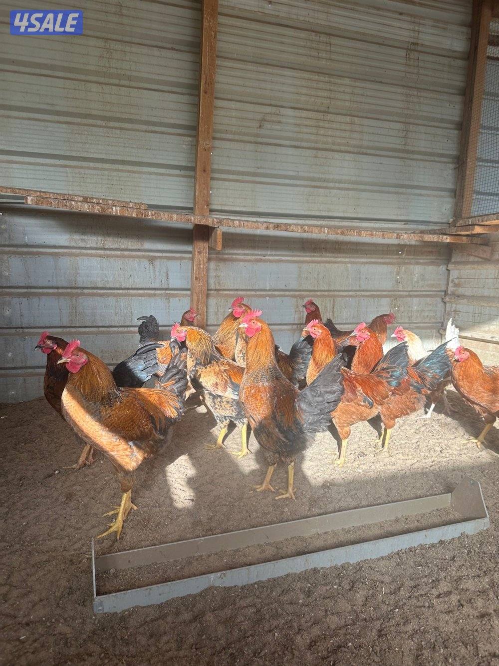 دياكه تراكيب هولندي تتحمل الحر ومطعمين العدد40 العمر5 شهور و4ونص0