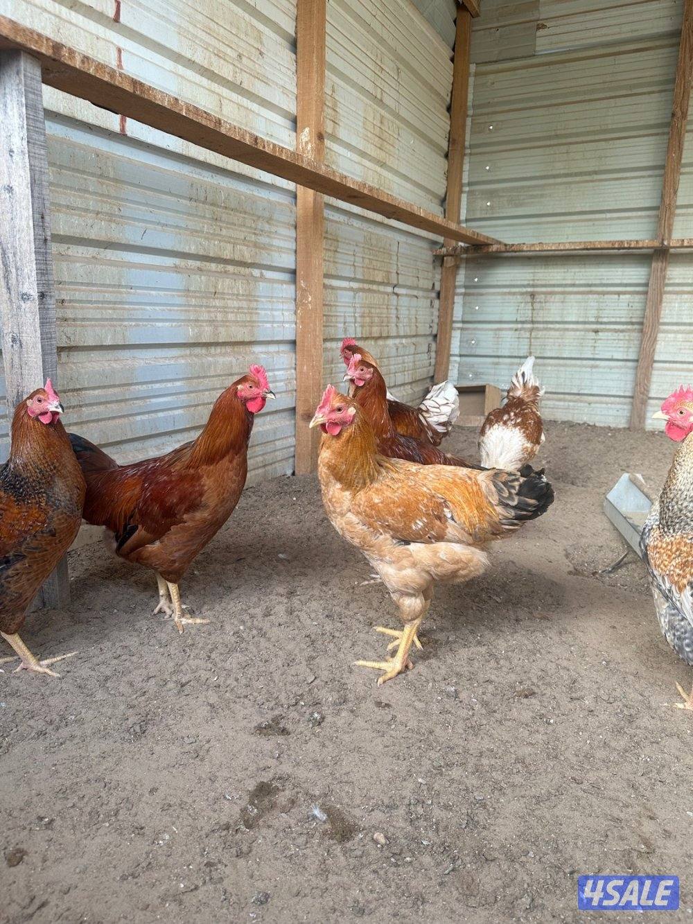 دياكه تراكيب هولندي تتحمل الحر ومطعمين العدد40 العمر5 شهور و4ونص1