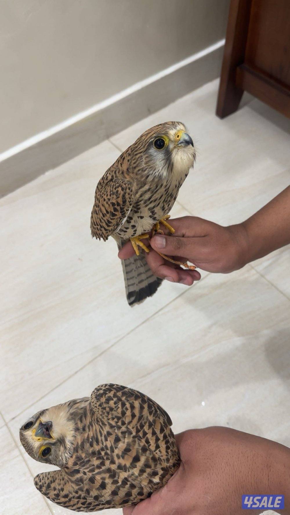 سلام عليكم للبيع طير التواصل واتساب فقط0