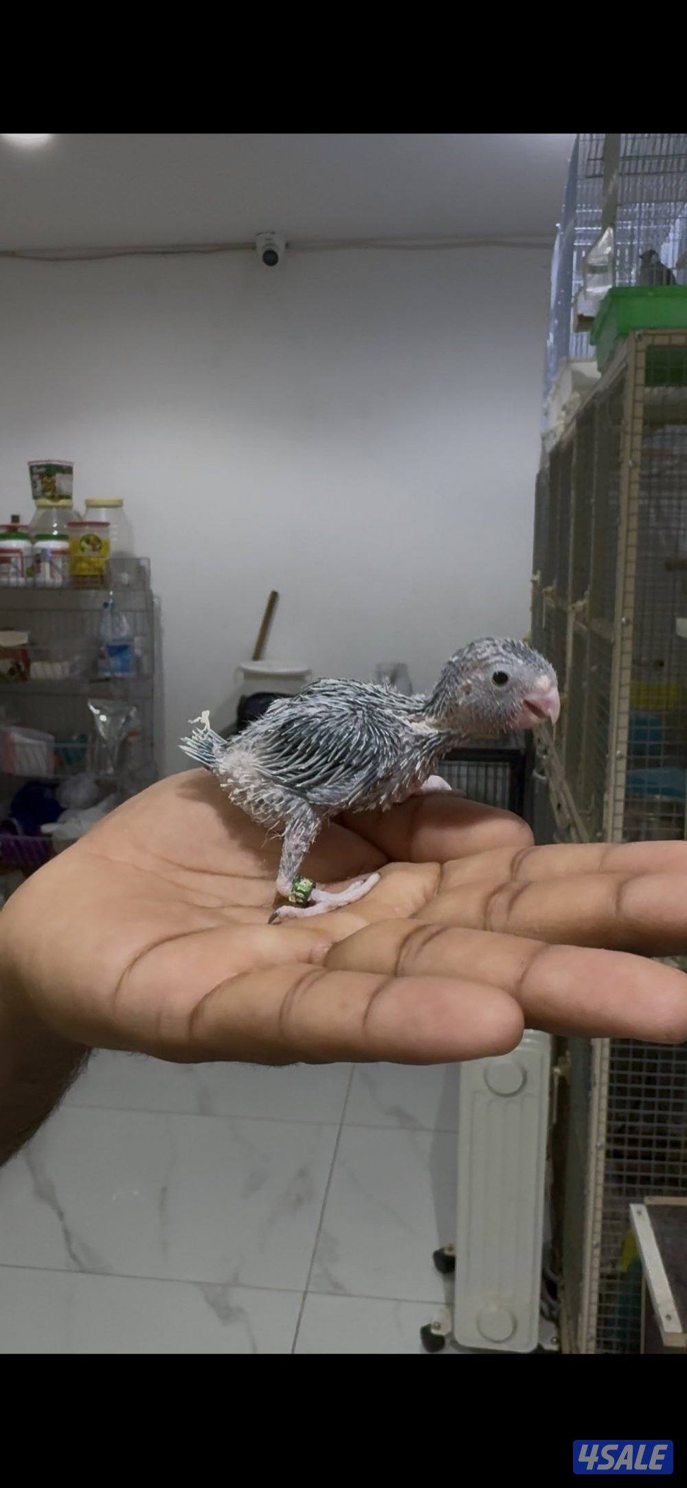 🐣طيور ناطقة🐣1