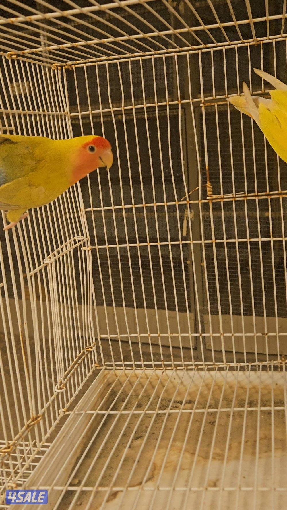 للبيع ازواج لوف بيرد0