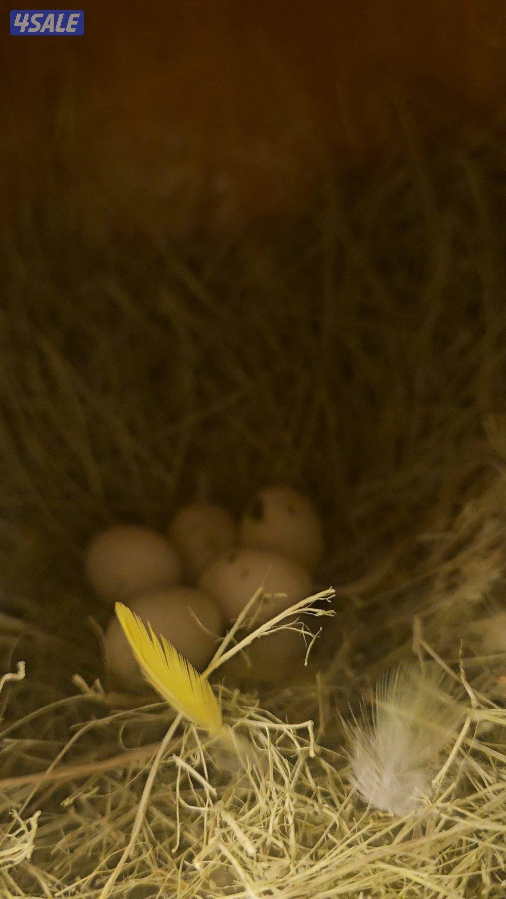 للبيع ازواج لوف بيرد1