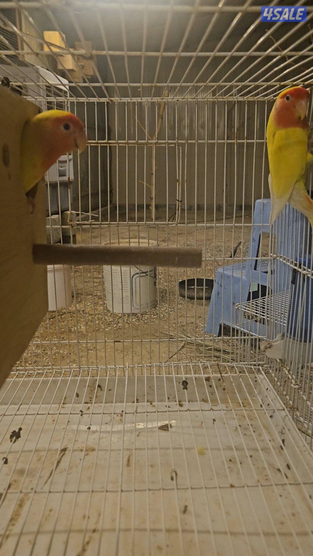 للبيع ازواج لوف بيرد2