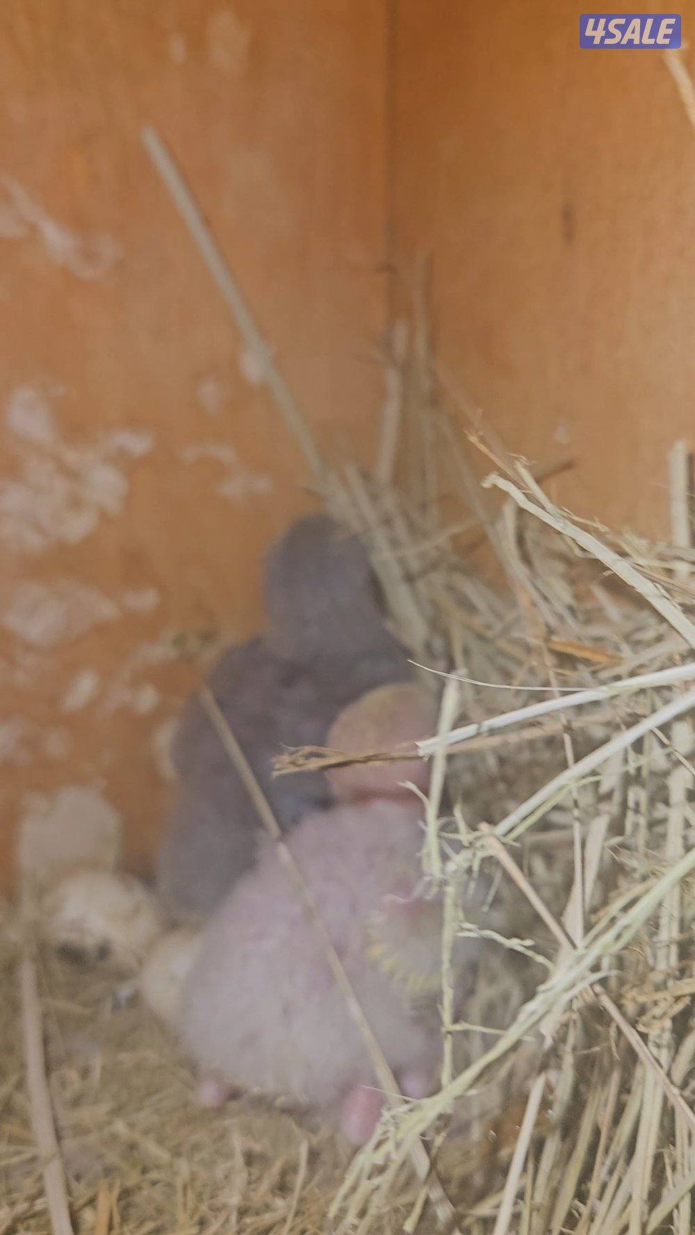 للبيع ازواج لوف بيرد3