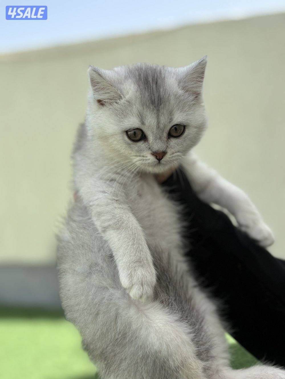 كتن سكوتش ستريت🐾0