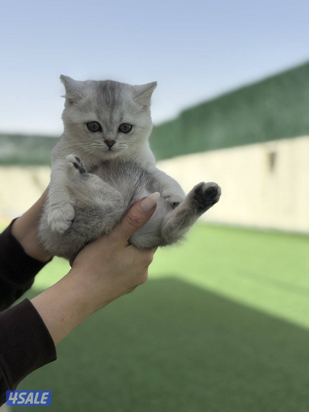 كتن سكوتش ستريت🐾1