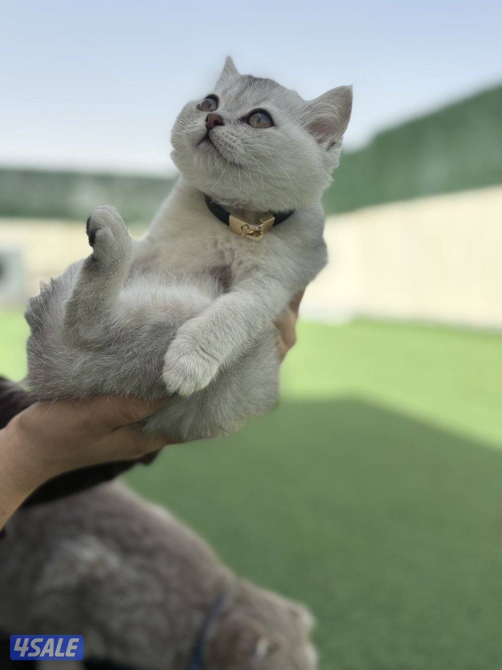 كتن سكوتش ستريت🐾2