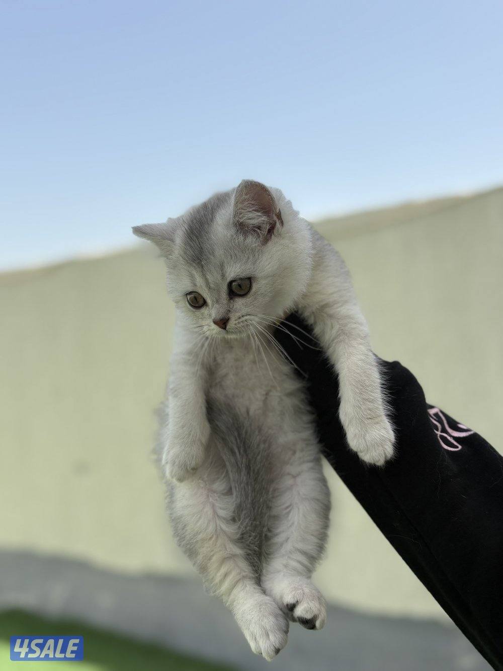 كتن سكوتش ستريت🐾3