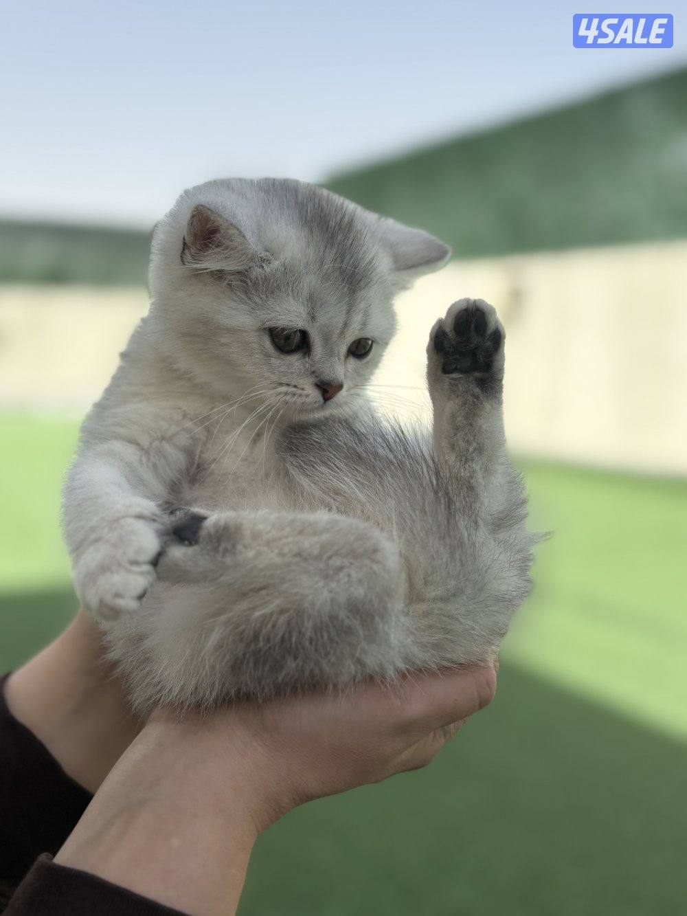 كتن سكوتش ستريت🐾4