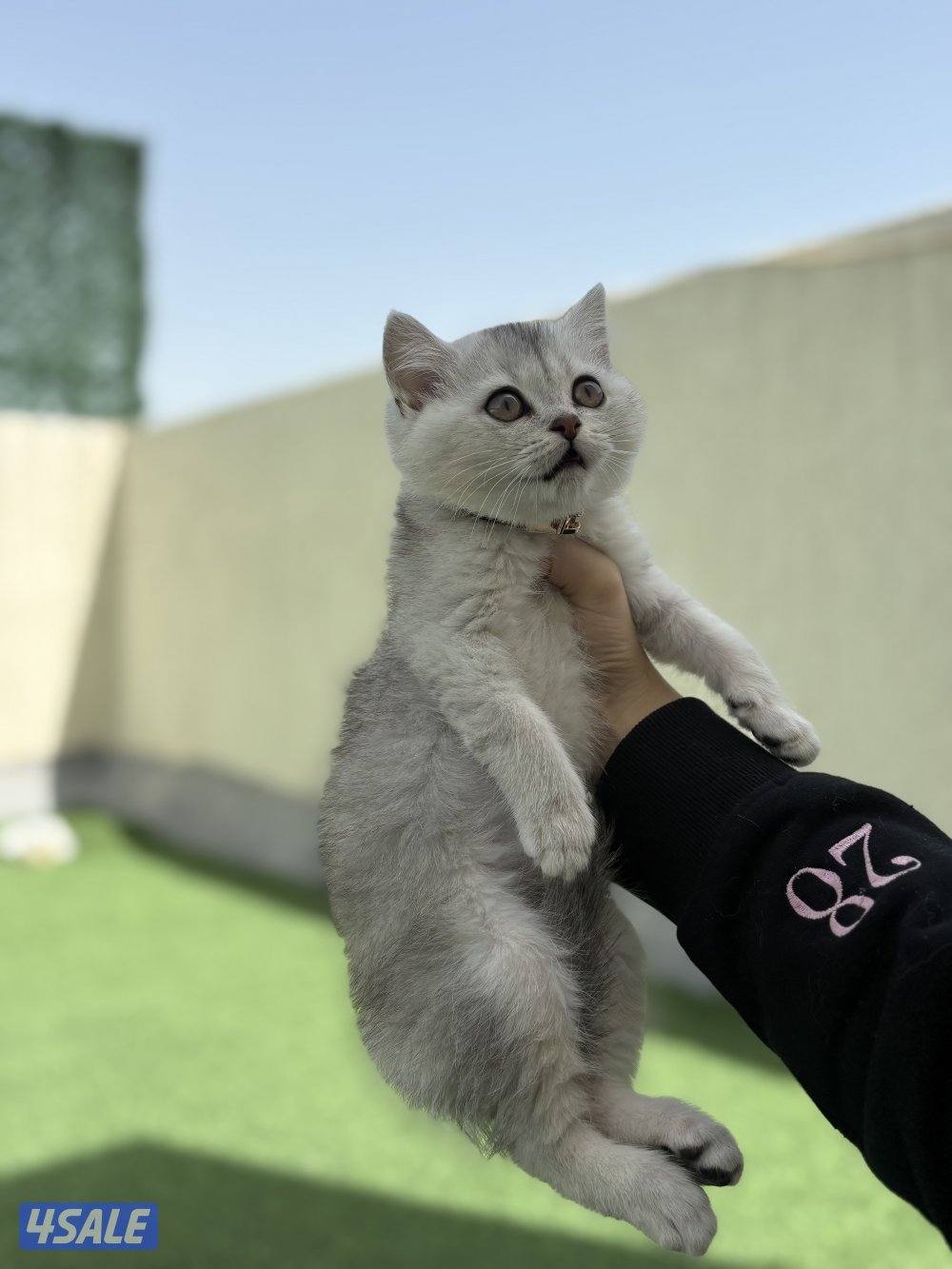 كتن سكوتش ستريت🐾5