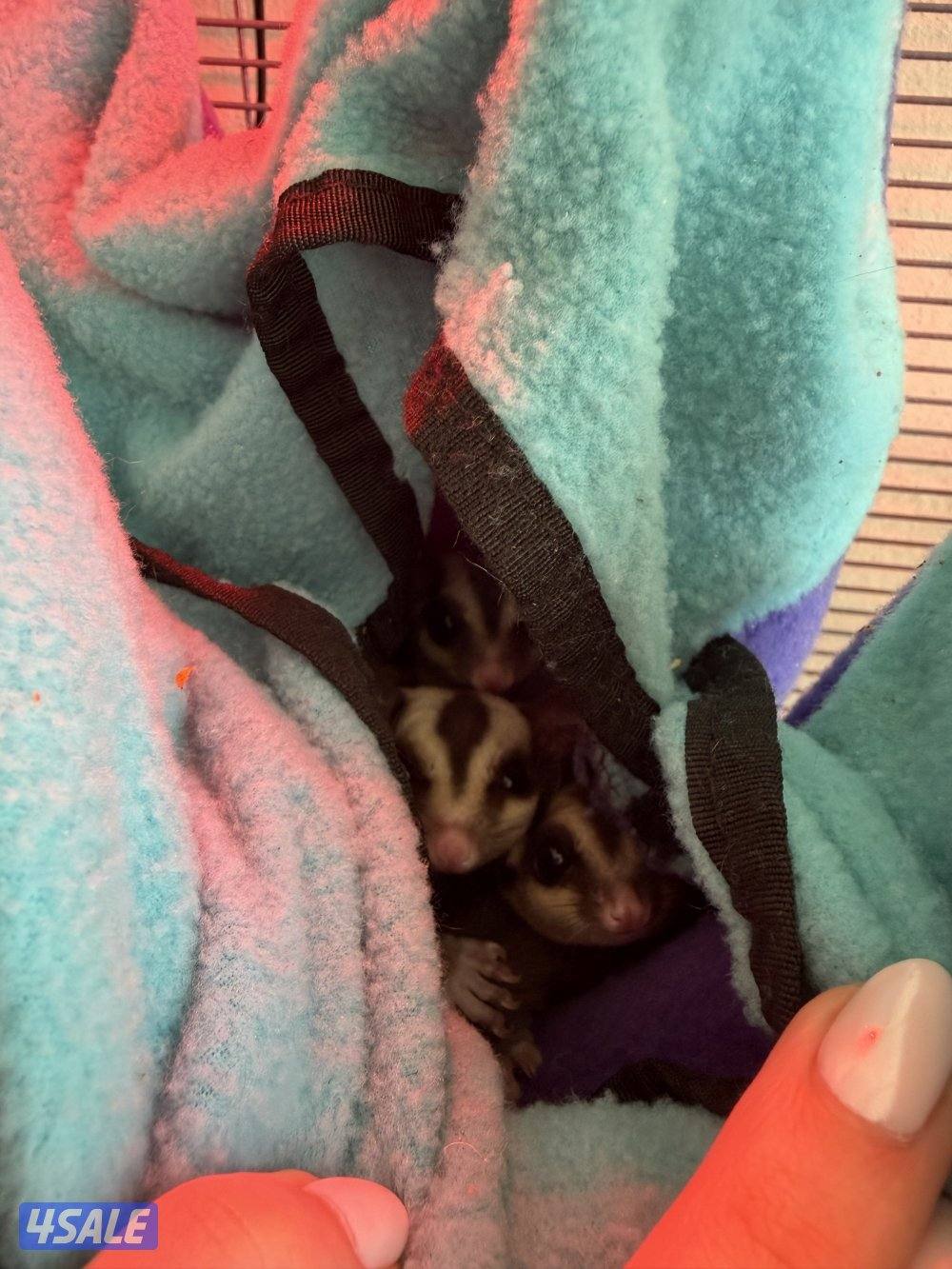 4 sugar gliders for sale with everything (cage + toys)0