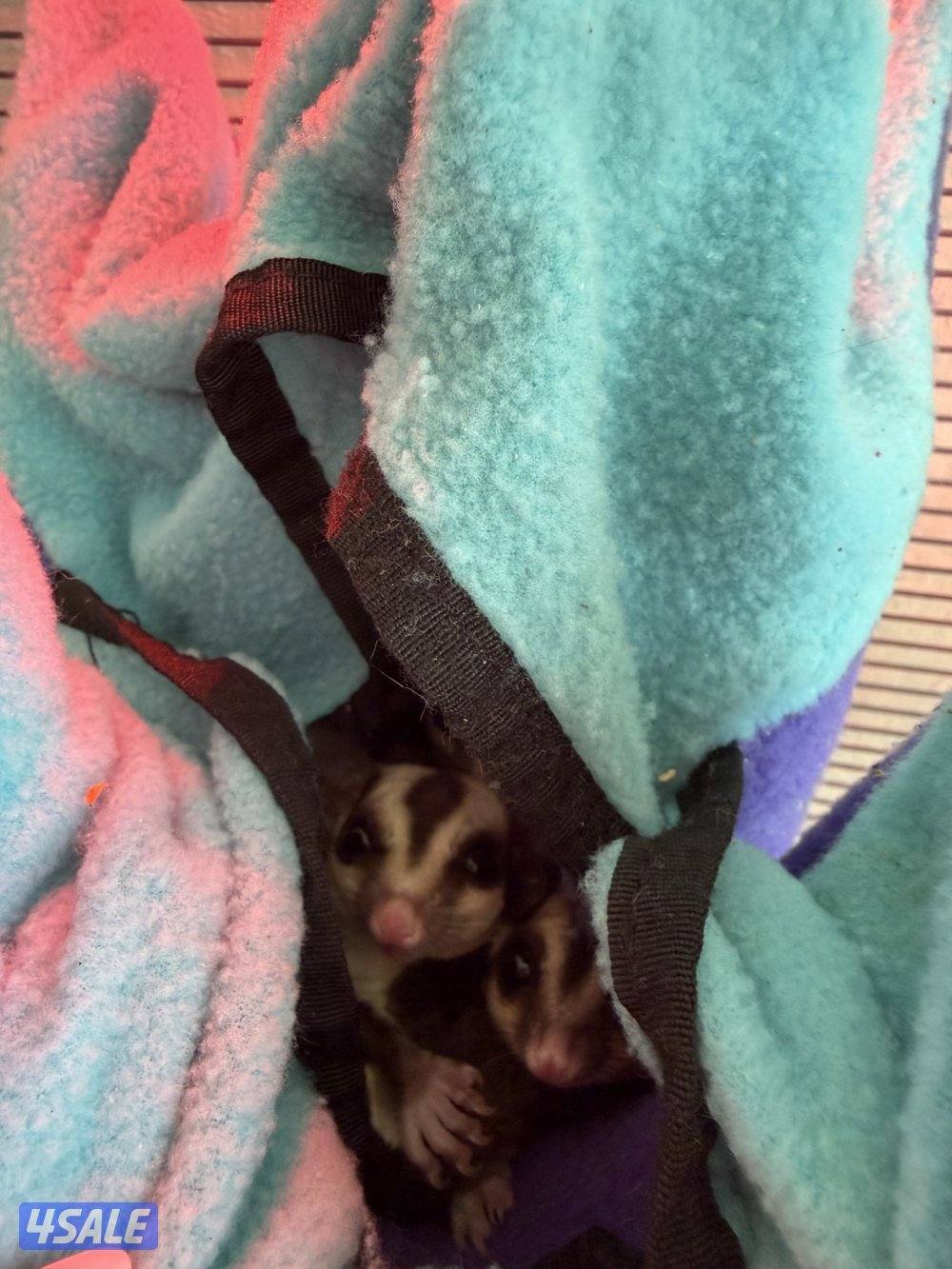 4 sugar gliders for sale with everything (cage + toys)1