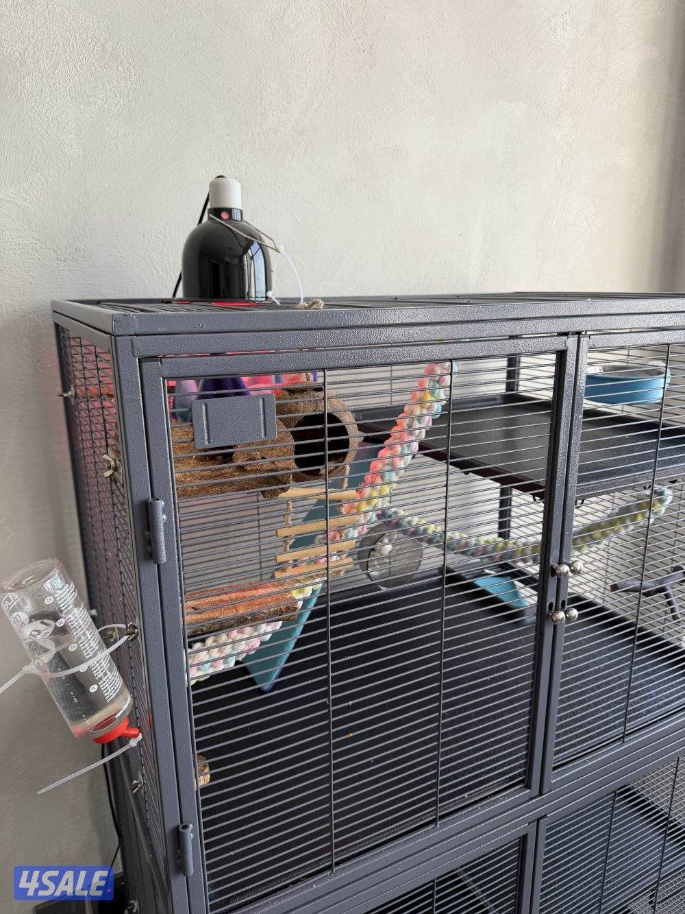 4 sugar gliders for sale with everything (cage + toys)2