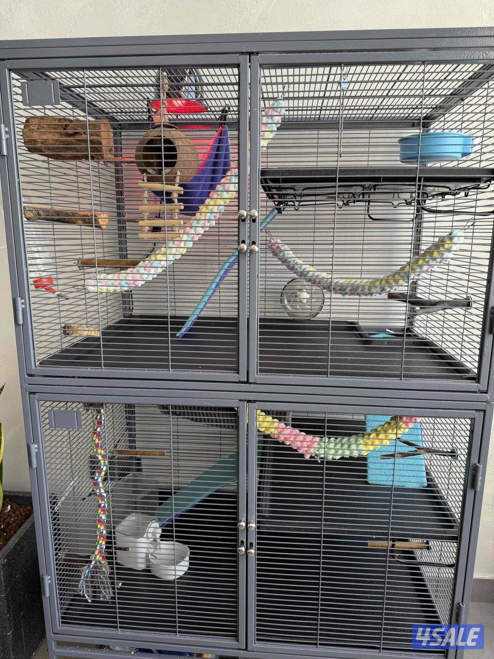 4 sugar gliders for sale with everything (cage + toys)3