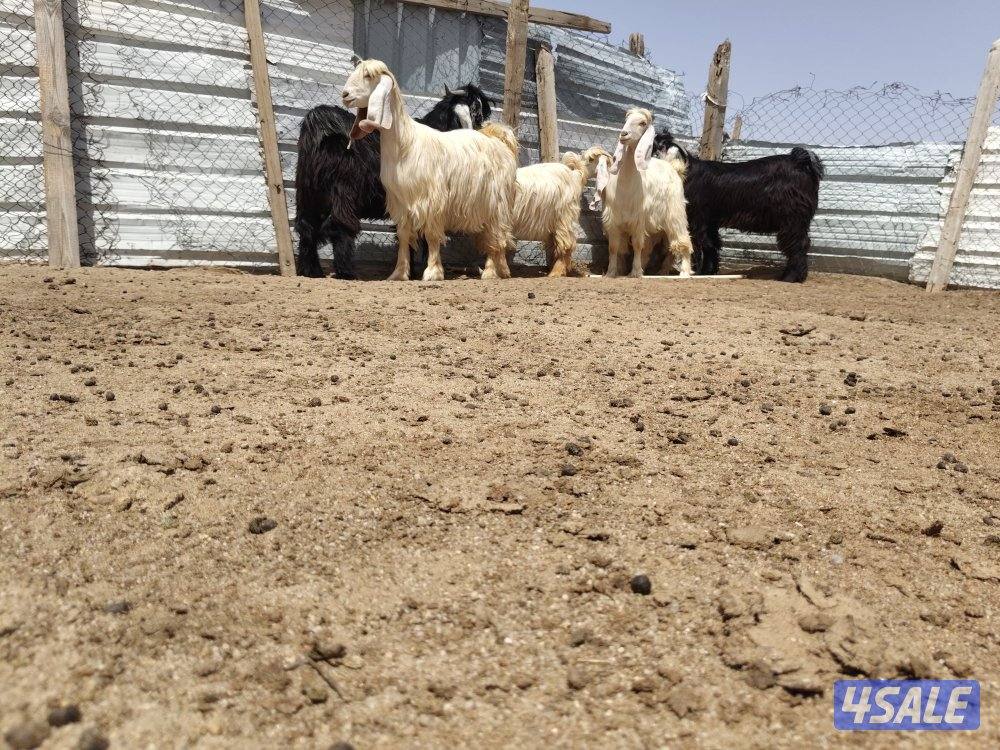 للبيع معزا عوارض كلها ثنوات وجذعات مطافيل ودفيع  وكلها مرسيه العدد ١٦0