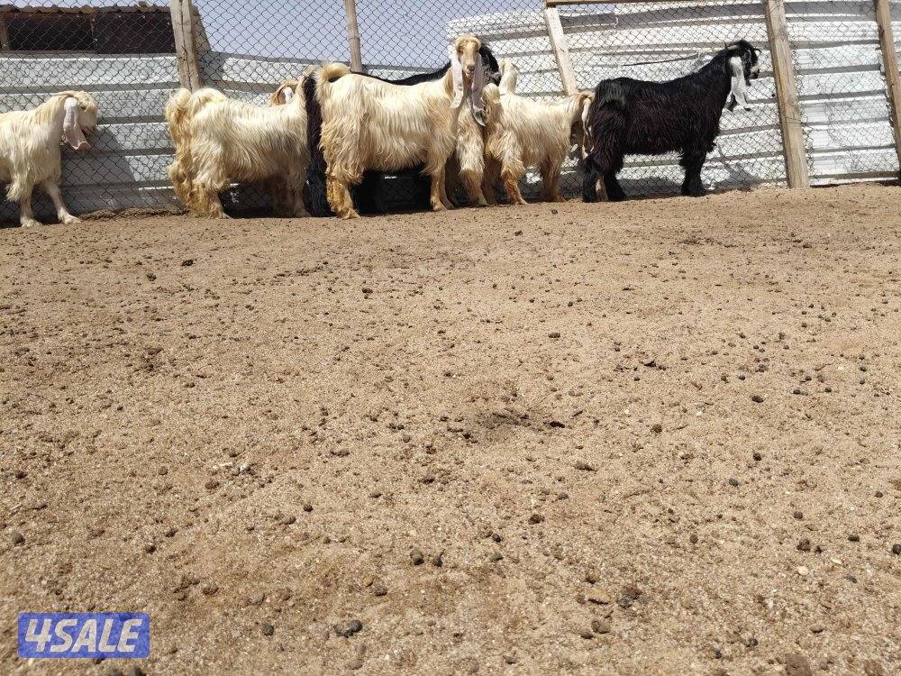 للبيع معزا عوارض كلها ثنوات وجذعات مطافيل ودفيع  وكلها مرسيه العدد ١٦1