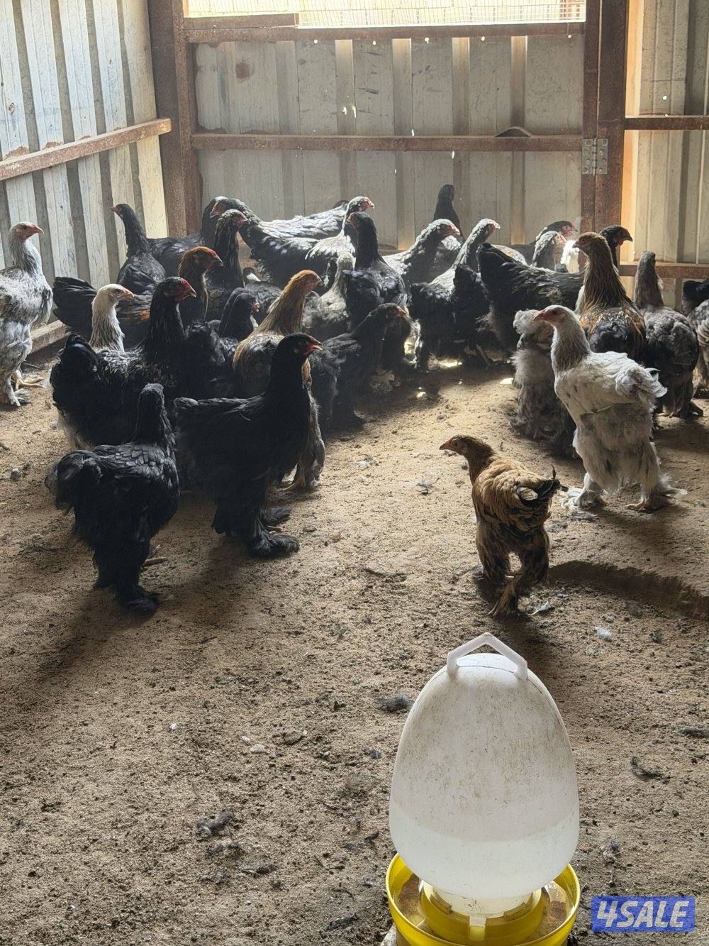 للبيع دياجه براهما الاعمار 4 شهور وفوق البيع جمله العدد40 ديج0