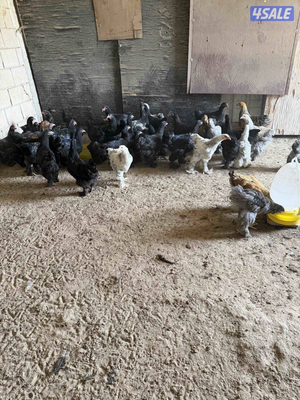 للبيع دياجه براهما الاعمار 4 شهور وفوق البيع جمله العدد40 ديج1