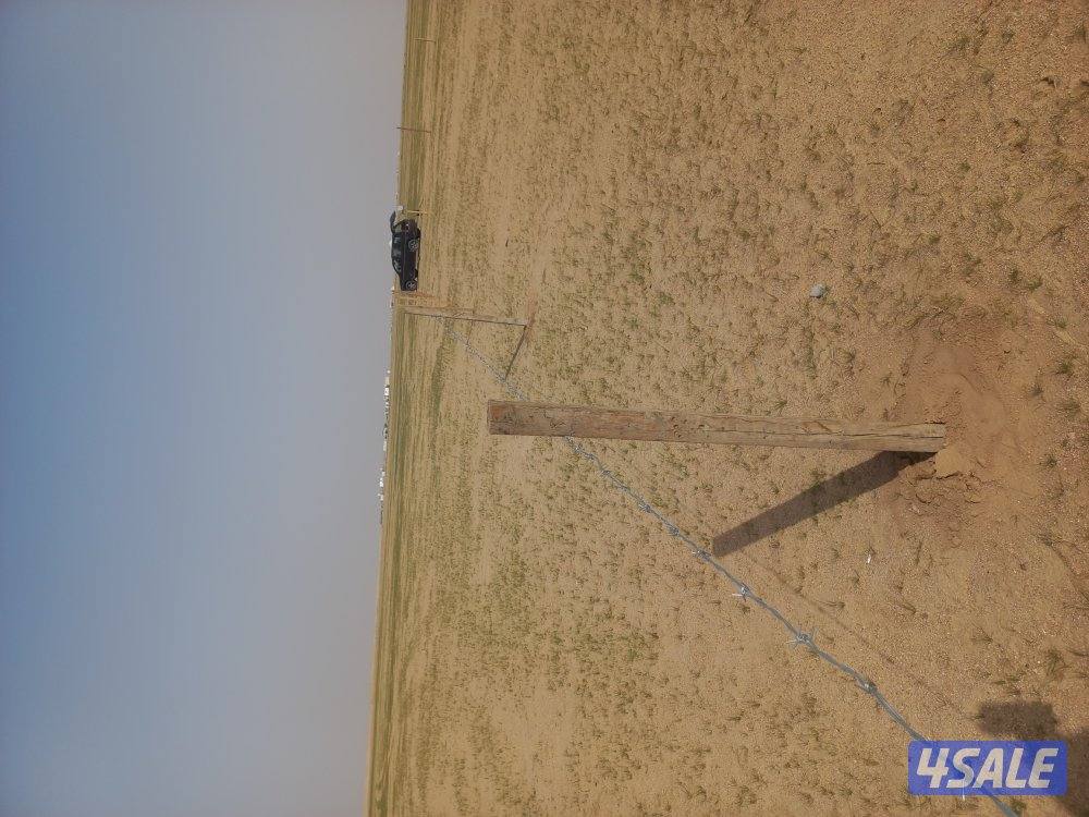 حفر ركايز حفر شتل شجر1