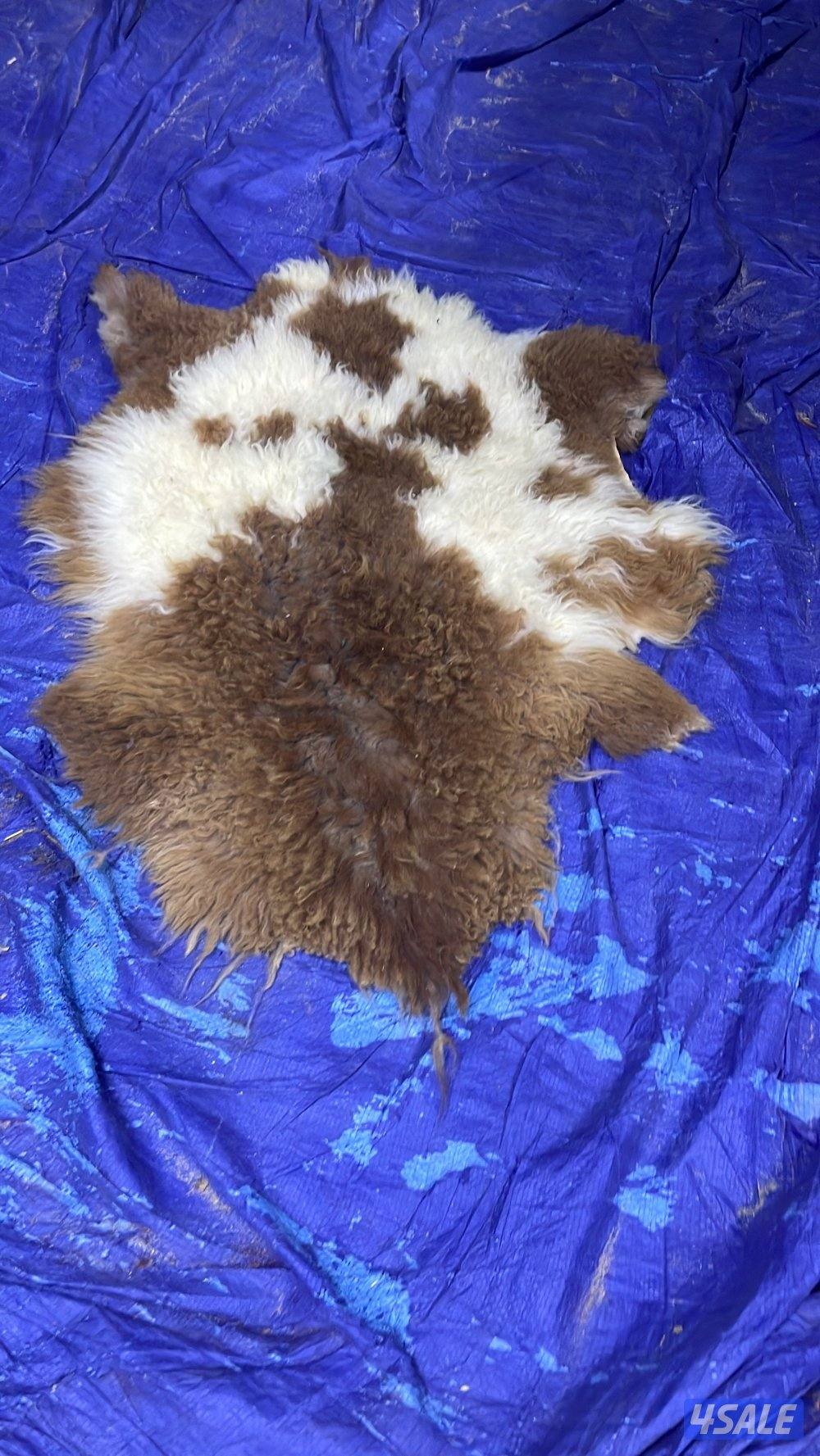 فرش عراقي وبساط8