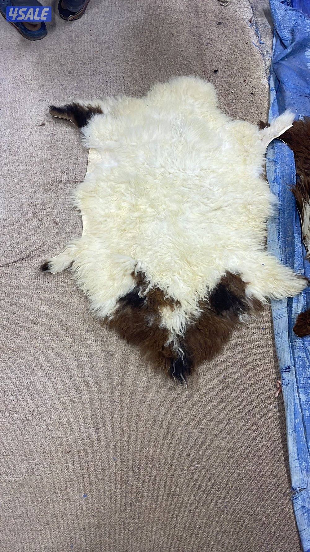 فرش عراقي وبساط10