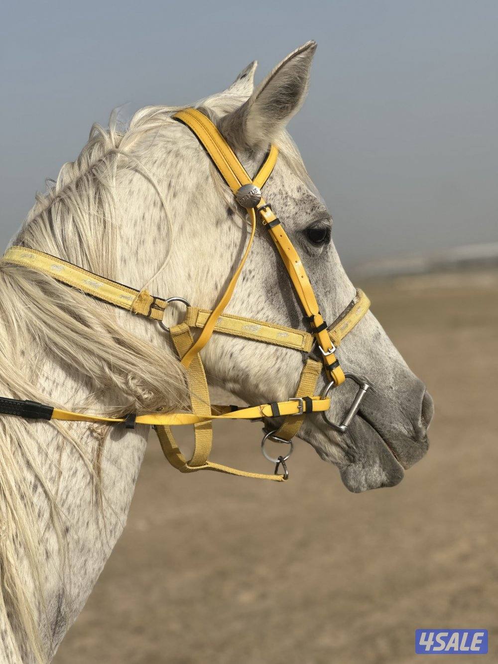 للبيع فرس مع ولدها فلو ادهم0