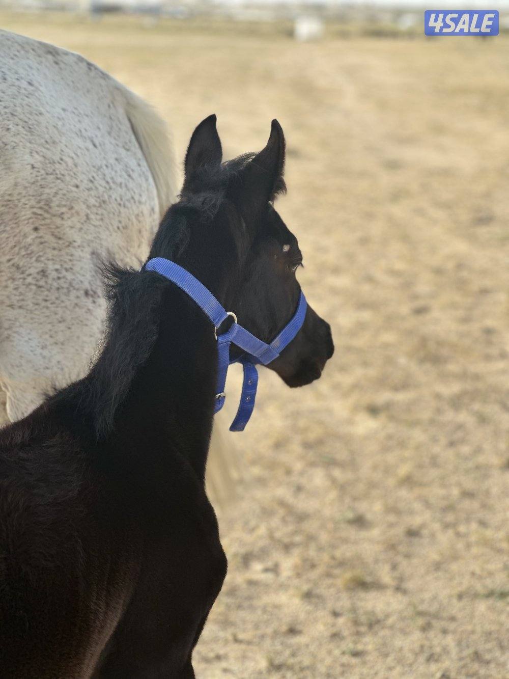 للبيع فرس مع ولدها فلو ادهم1