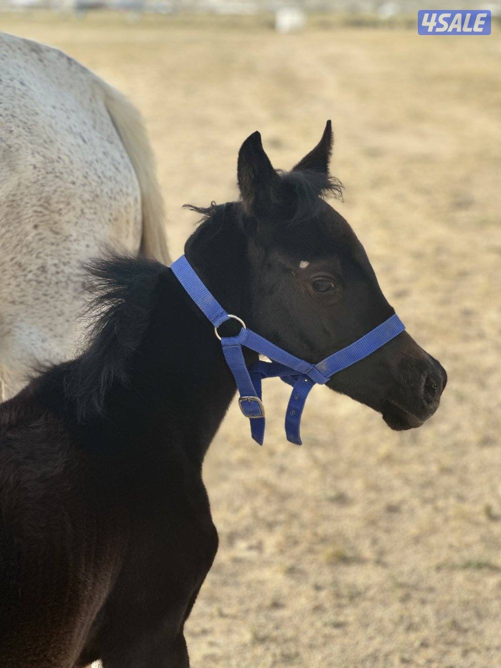 للبيع فرس مع ولدها فلو ادهم3