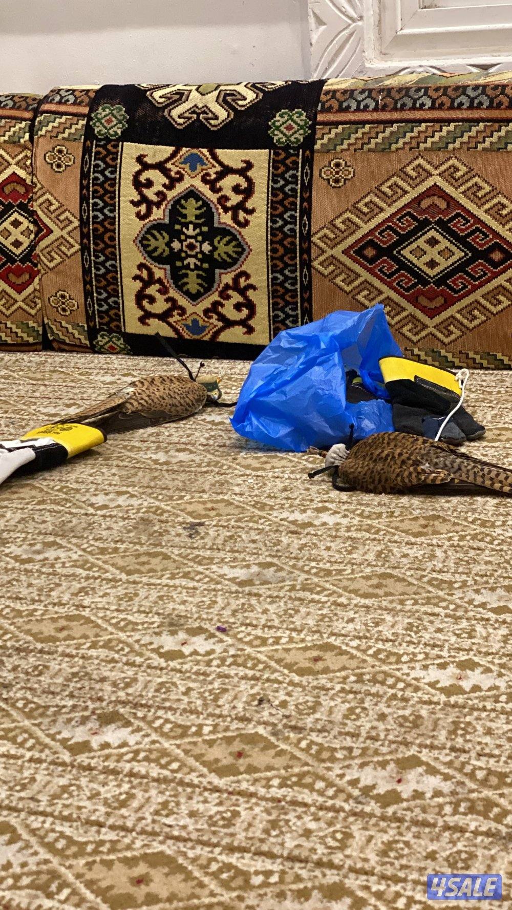 مدرب و مو مدرب0