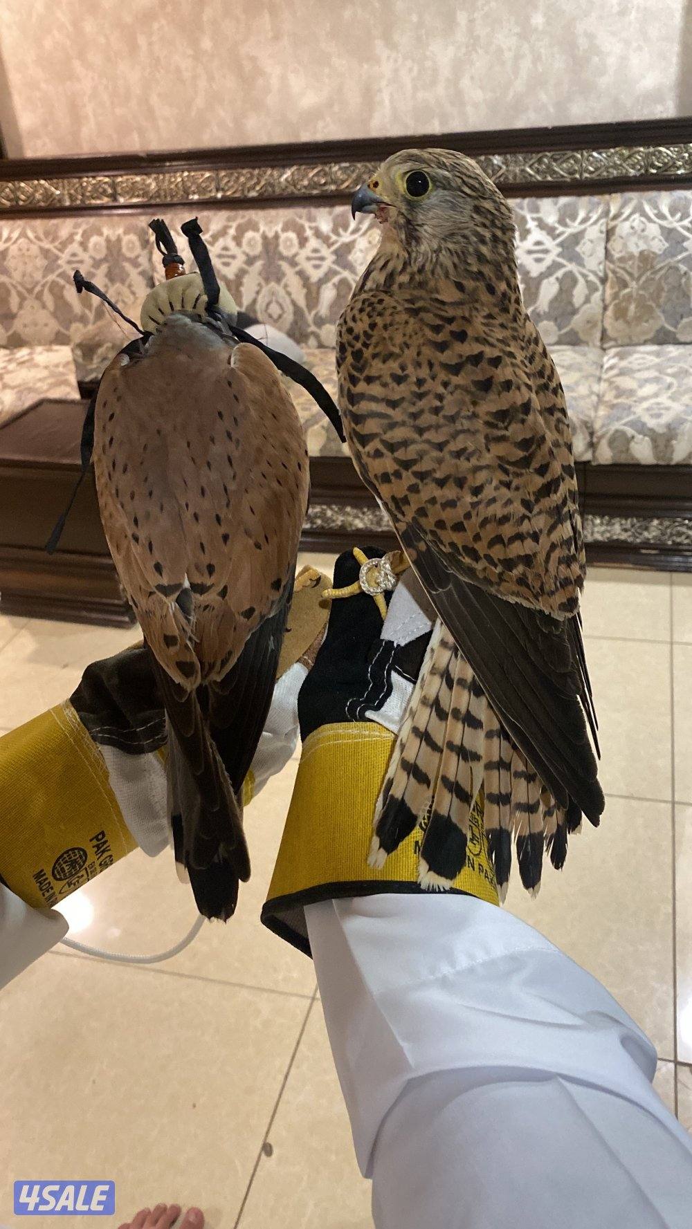 مدرب و مو مدرب1