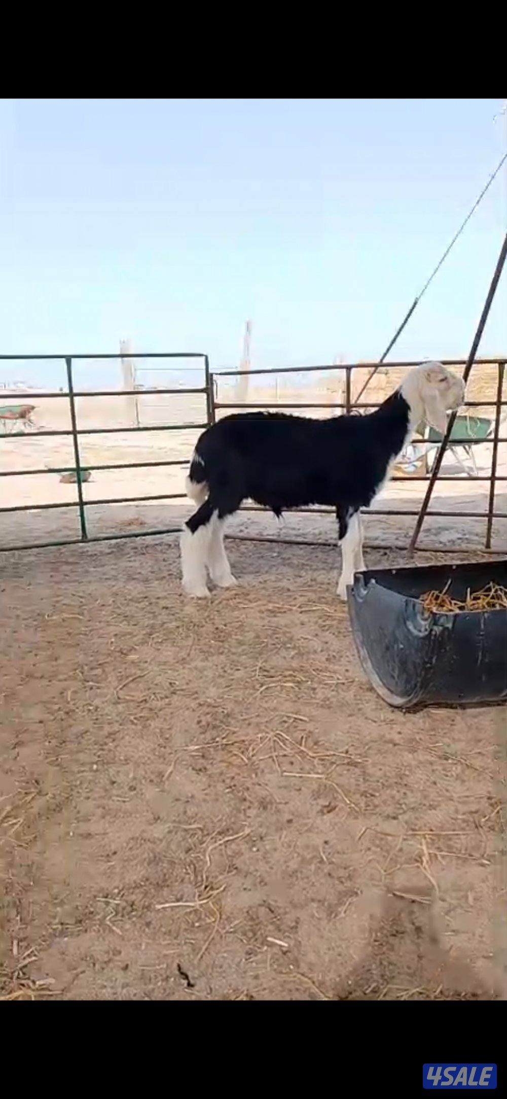 للبيع جذع نجدي مرسس0