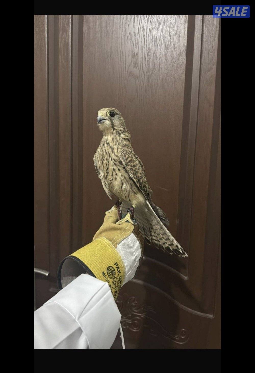 طيور صغار مومدربة0