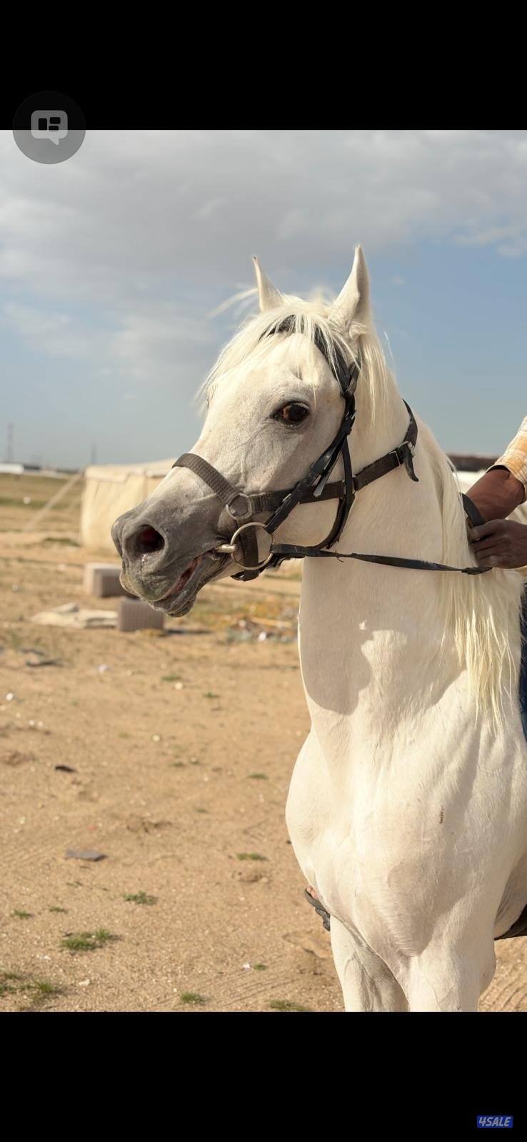 ‏للبيع مصري من غير أوراق0