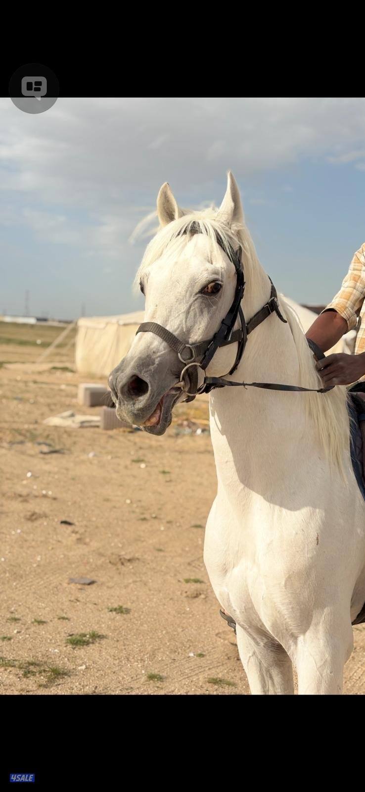 ‏للبيع مصري من غير أوراق1