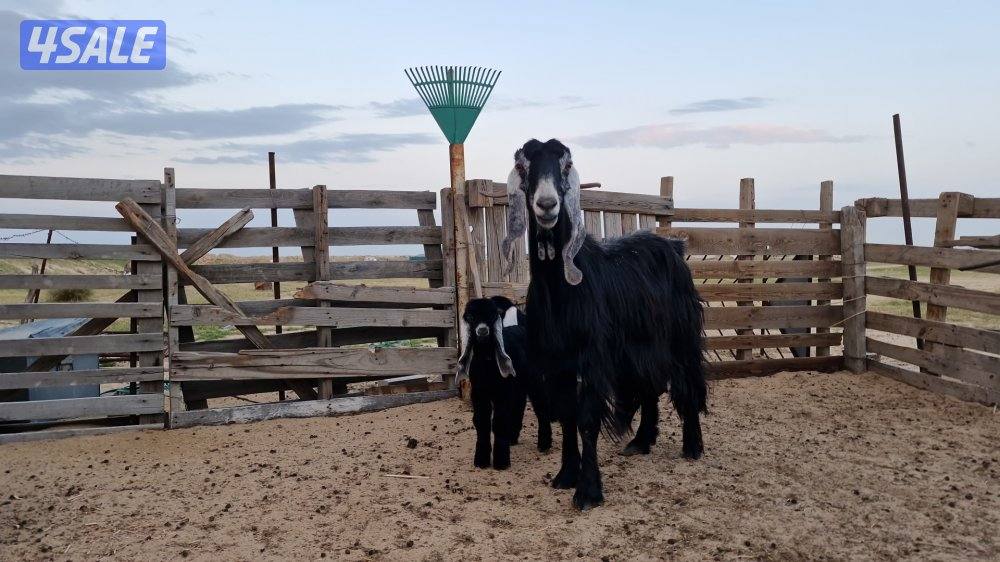 للبيع. ثلاث رخال.  نعيم محلي.  وعنز مطفل توم0