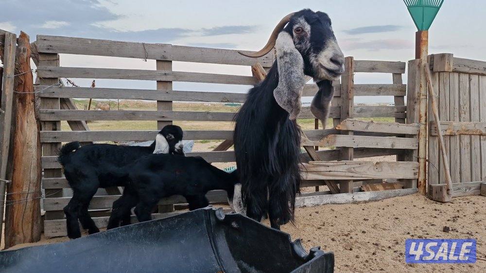 للبيع. ثلاث رخال.  نعيم محلي.  وعنز مطفل توم1