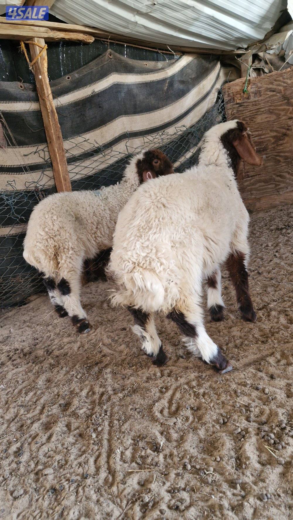 للبيع. ثلاث رخال.  نعيم محلي.  وعنز مطفل توم2