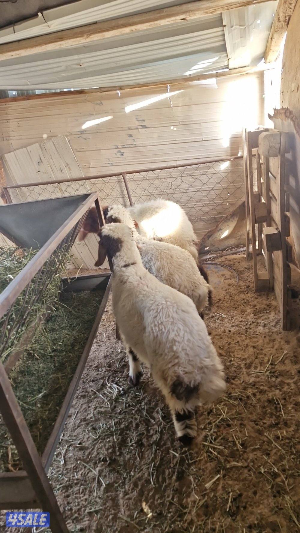 للبيع. ثلاث رخال.  نعيم محلي.  وعنز مطفل توم3