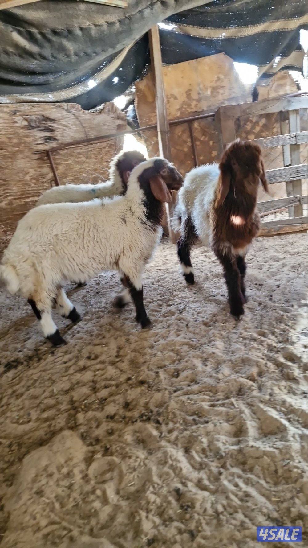 للبيع. ثلاث رخال.  نعيم محلي.  وعنز مطفل توم4