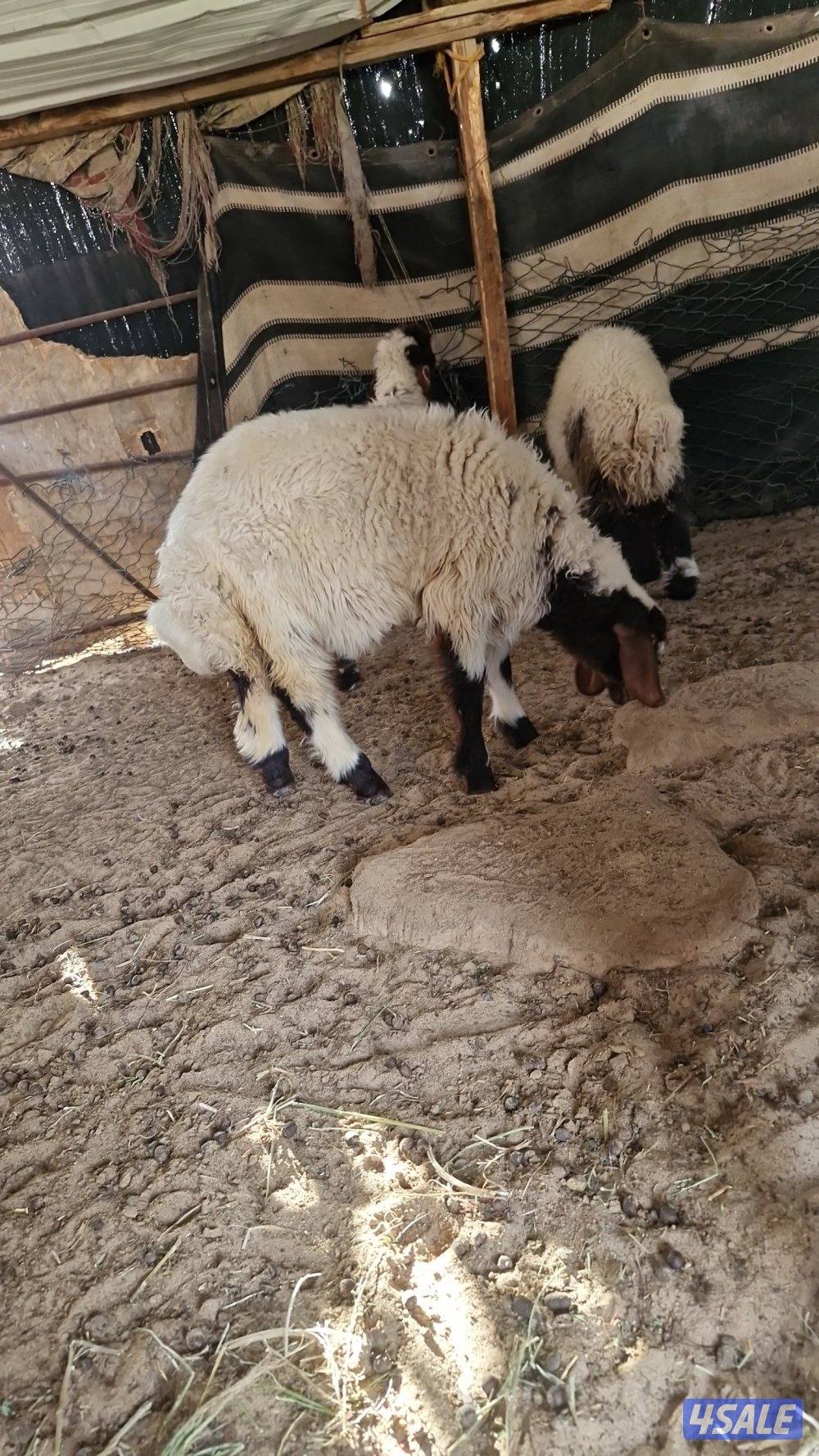 للبيع. ثلاث رخال.  نعيم محلي.  وعنز مطفل توم5