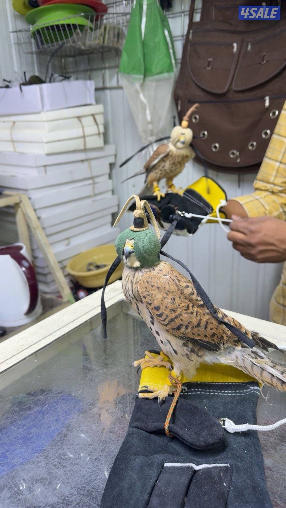 ‏مع أغراضه والتوصيل مو ‏متدرب0