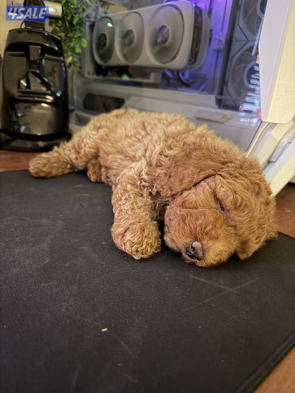 جرو بودل ٤٥ يوم حجم صغير ولون مميز0